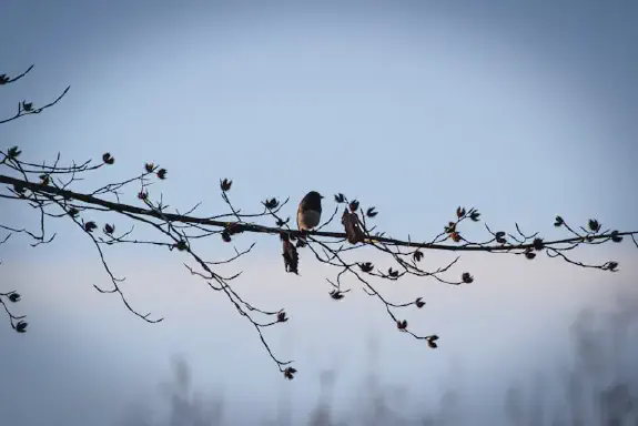 Kuinka digitaaliset työkalut muuttavat lintuharrastusta Suomessa