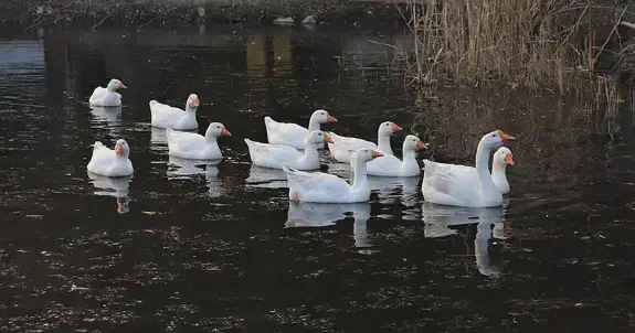Pidä silmällä näitä muuttolintuja syksyn edetessä