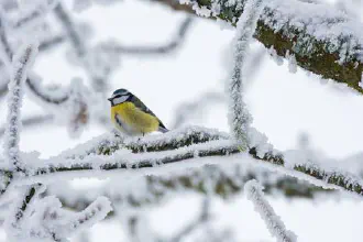 Kuinka Suomessa talvehtivat linnut selviävät talven yli