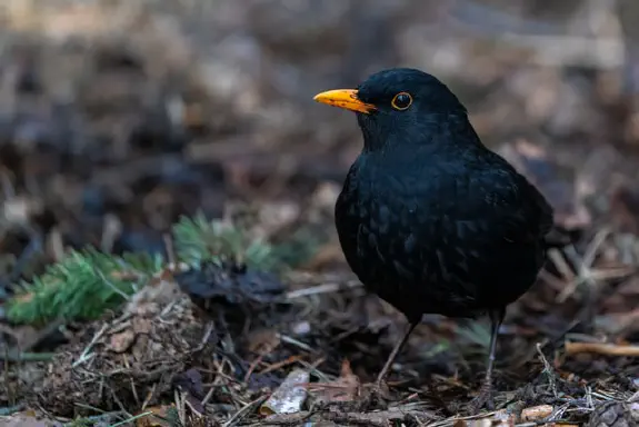 Mustat linnut ovat loistavia bongauskohteita